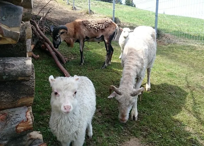 לינה וארוחת בוקר Skorusyna *